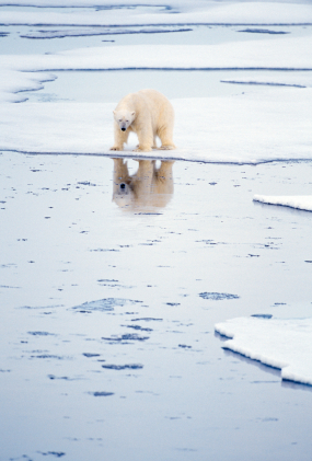 polar bear with reflection